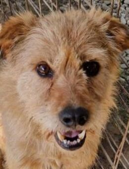 Lindi - ruhige, sanfte Hündin 49cm - Rösrath