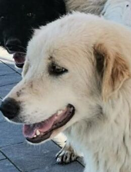 Monella 🧡 Hat einen tollen Charakter - Herxheim (Landau)