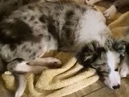 Border collie welpe - Obernheim-Kirchenarnbach