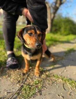 Amigo sucht sein Körbchen - Nordwalde