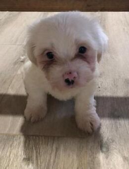 Holly sucht dringend Familienanschluss - Laatzen