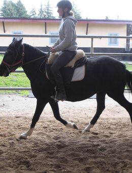 Kleinpferdstute Maja - Buttstädt