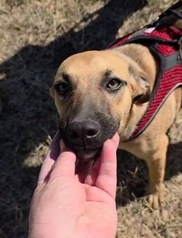 🌼 Süße junge Zina sucht ein Zuhause🌼 - Eislingen (Fils)