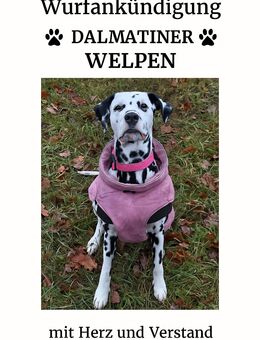 Wurfankündigung Dalmatiner Welpen - Zwenkau Zentrum