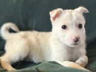 Kleine Angel wartet auf ihre Familie - München