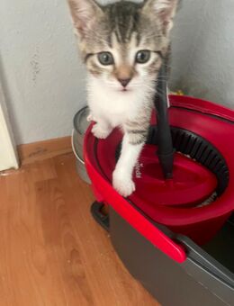 Katzen Babys 12 Wochen alt - Dortmund Huckarde