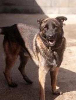 Xan - lieb wie ein Teddybär - Berlin