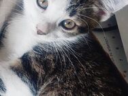 Junger Kater sucht Zuhause ♡ - Königsmoos