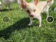 Wunderschöne Chihuahua Welpen 13 Wochen - Rohrbach (Landkreis Rhein-Hunsrück-Kreis)