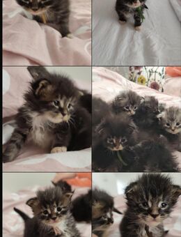 Maine Coon kitten - Dinkelsbühl