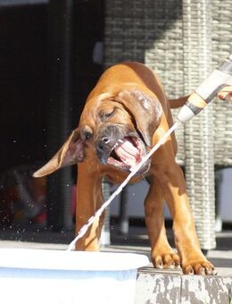 eine kleine Rhodesian Ridgeback Lady sucht noch ihr Königreich! ? - Lohheide