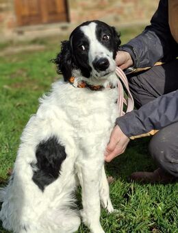 Miccia - sanft, aktiv und neugierig - Würzburg