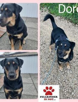 Dora Hündin Mischling sucht Zuhause - Margetshöchheim
