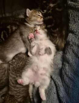 Kitten - Völklingen
