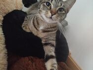 Katzen abzugeben - Emmerich (Rhein) Zentrum