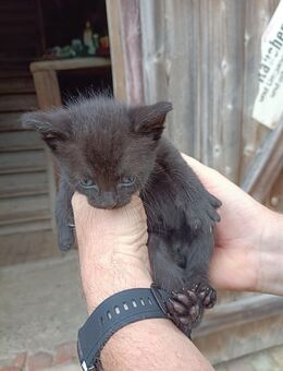 Katzenbabys, Kitten, Babykatzen schwarz, braun getigert - Zwönitz