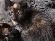 MaineCoon Kitten - Osnabrück