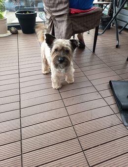 Yorkshire Terrier Deckrüde - Leipzig