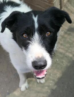 ERIC - vorsichtiger, sanfter Rüde - Kallmünz