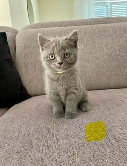 BKH Kitten Katzen - Waldbröl