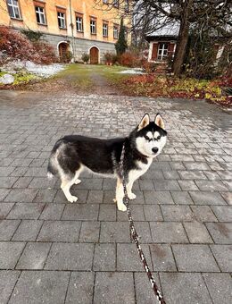 Husky Hündin - Uttenweiler