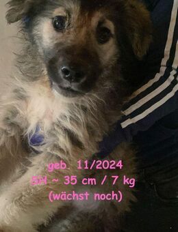 Fine Fluffige Fellkugel - Rinteln