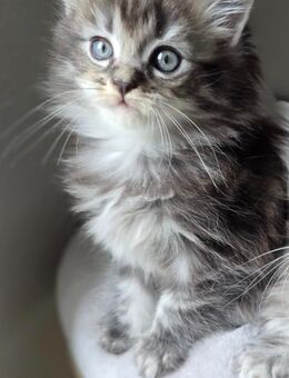 Maine coon Kitten - Daun Zentrum