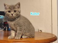 BKH Angora Kitte - Jüterbog