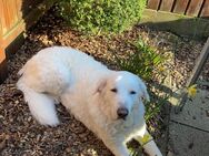 Kuvasz sucht liebevolles Zuhause - Bredstedt