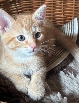 9 Wo alter Kater in liebevolle Hände mit Freigang abzugeben - Leipzig Südost