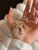 Kronengecko abzugeben in 48529