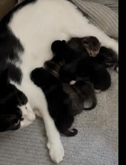 Kitten Babykatze Katzenbaby Kater Katze - Stuttgart