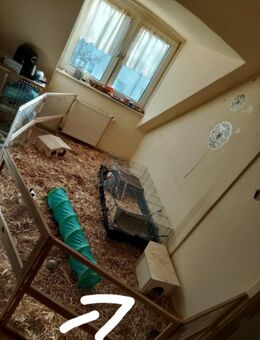 Zwei liebe Zwergkaninchen abzugeben mit Zubehör - Kassel