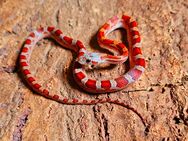 Blood Tessera, Blood Motley, Blood Pied - Schwelm