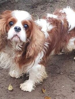 Victor # - Wolfhagen