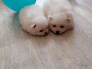 Reinrassige Pomeranian Welpen - Kyritz