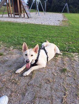 Liebevolle Hündin dringend abzugeben - Upgant-Schott