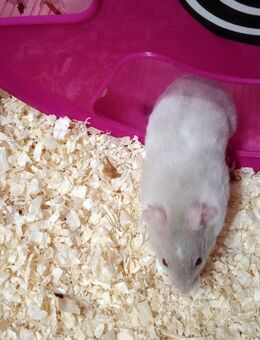 Goldhamster Weibchen - Magdeburg