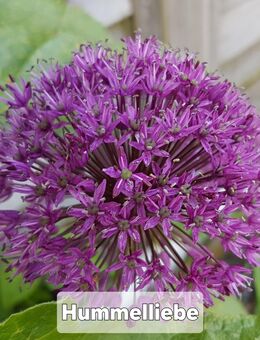 Samen Allium giganteum Riesenkugel-Lauch lila und weitere - Norderstedt