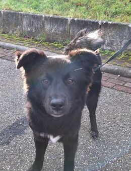 Nera Schmusemaus sucht ihre Menschen - Großefehn