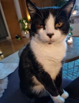 Schüchterne Dunia in FFM (ALM) - Geisenheim