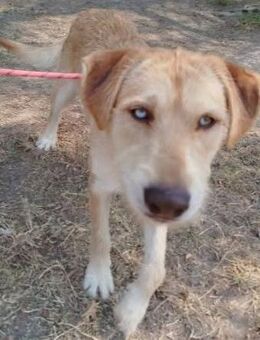 Perdigon sollte erschossen werden - Donaueschingen