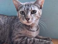 Zutrauliche Katze Alona - Karlsruhe