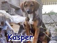 KASPER ❤ sucht Zuhause/Pflegestelle - Langenhagen