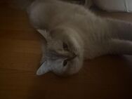 BKH Kater zu verkaufen - Leipzig