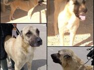 Kim Kangal Mischling Rüde sucht - Margetshöchheim