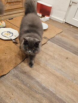 Schmusemonster (BLH und kleines bisschen Mainecoon) suchen ein Zuhause - Olfen