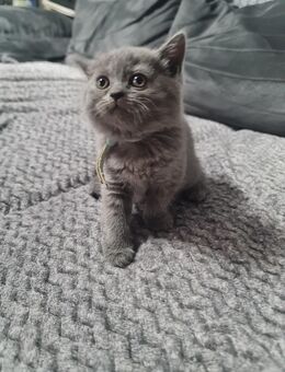 BKH Kitten - Germersheim