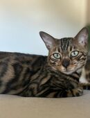 Junge reinrassige Bengal-Dame zu verkaufen in 84109