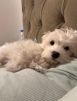 Liebevolle Maltipoo Hündin „Bella“ abzugeben - Hannover